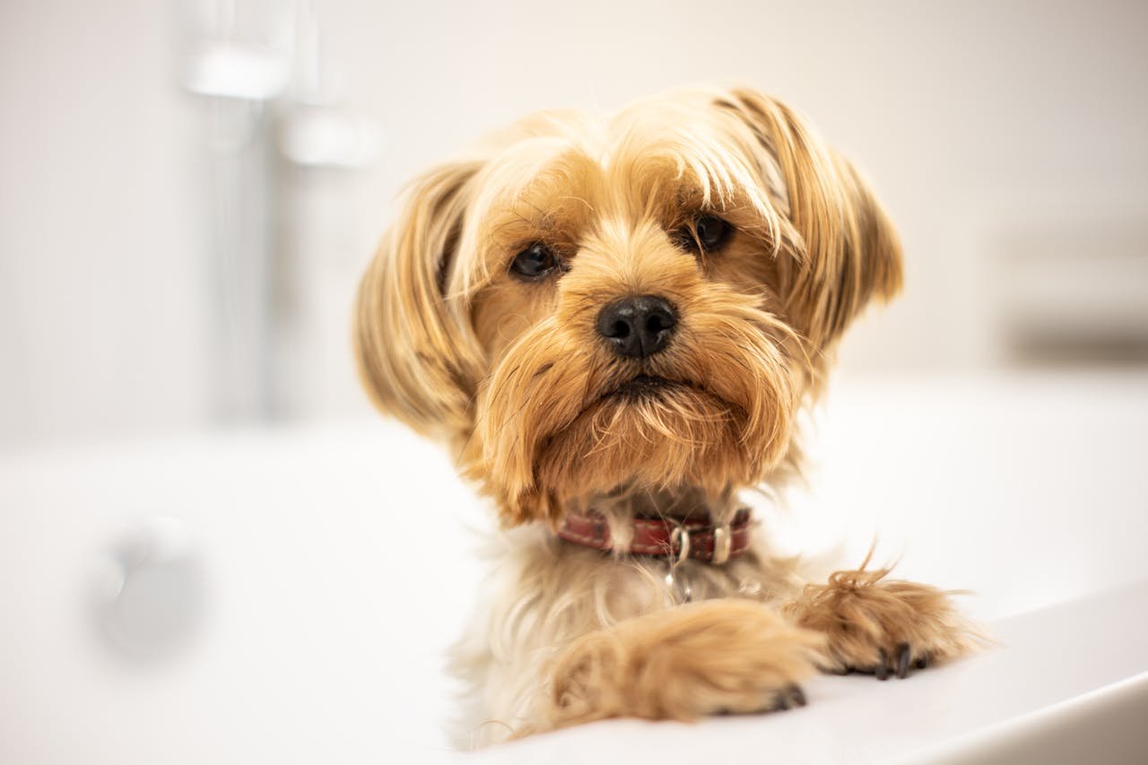 5 Tips Every Dog Owner Needs to Know About Grooming